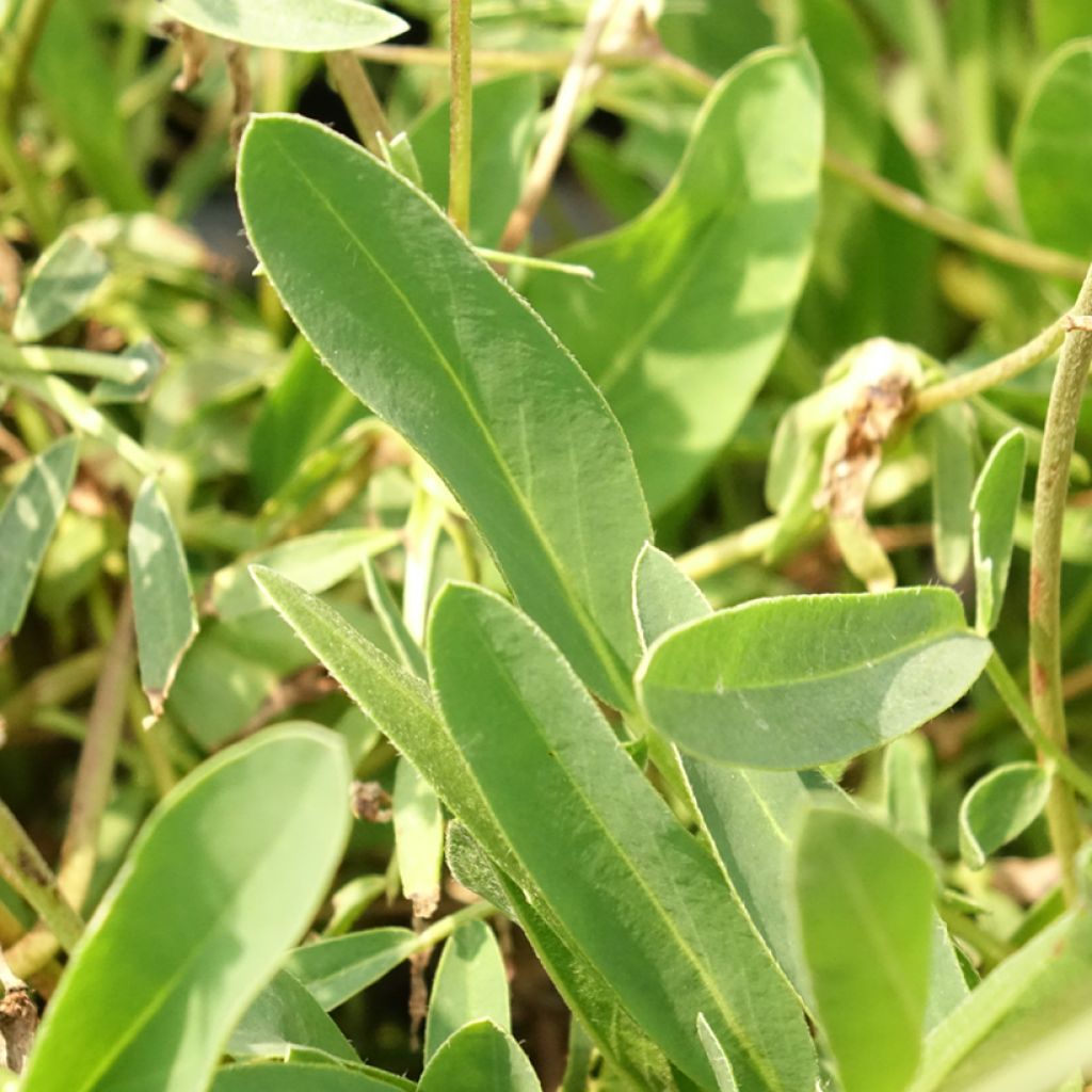 Masmalo var. coccinea