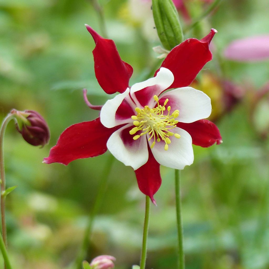 Lehtoakileija Crimson Star