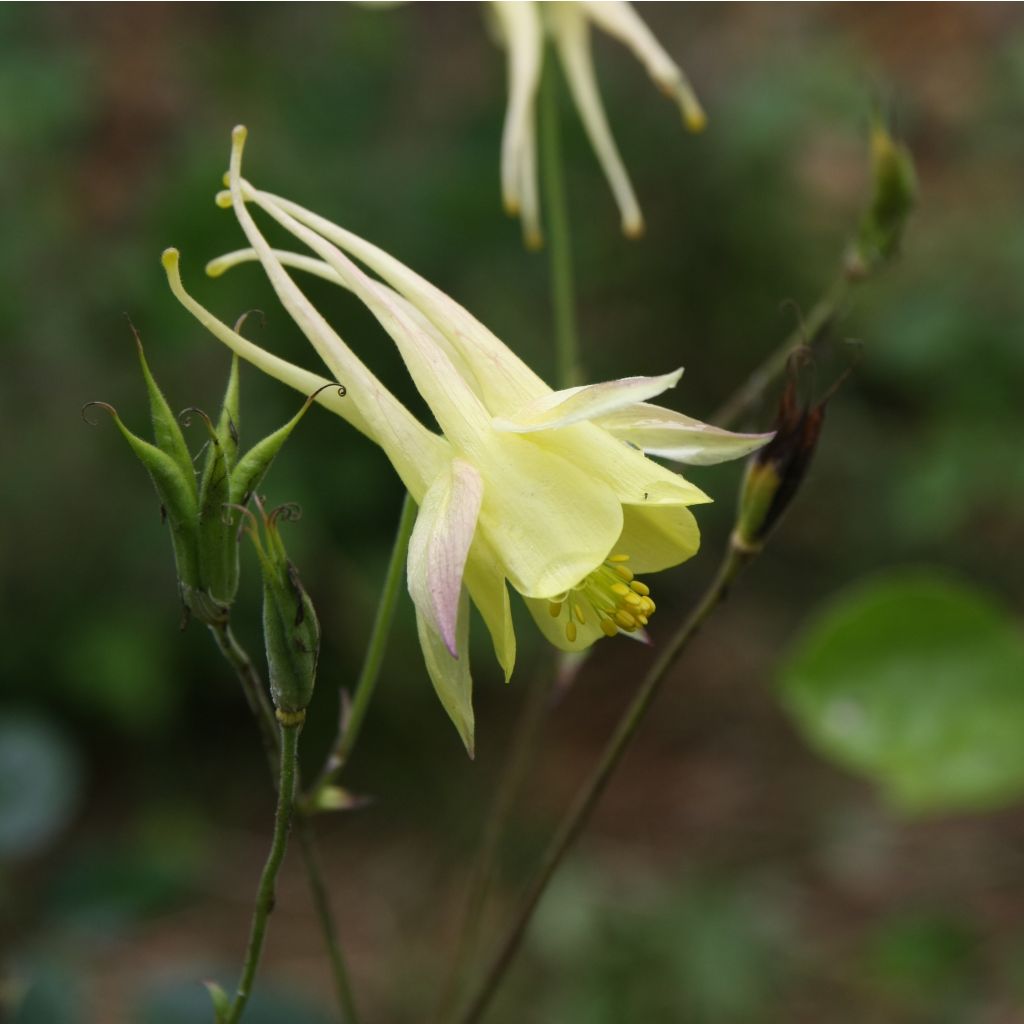 Kulta-akileija Yellow Queen