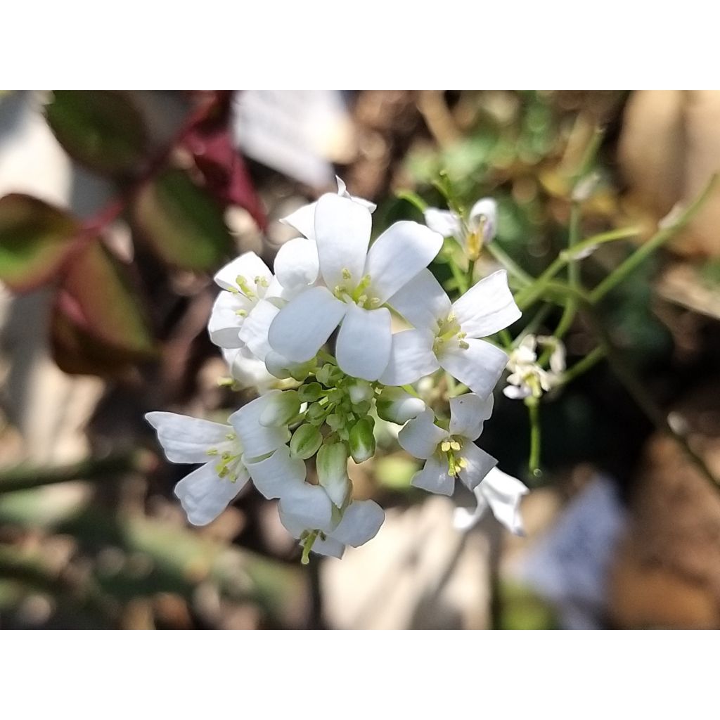 Pitkäpalo Variegata