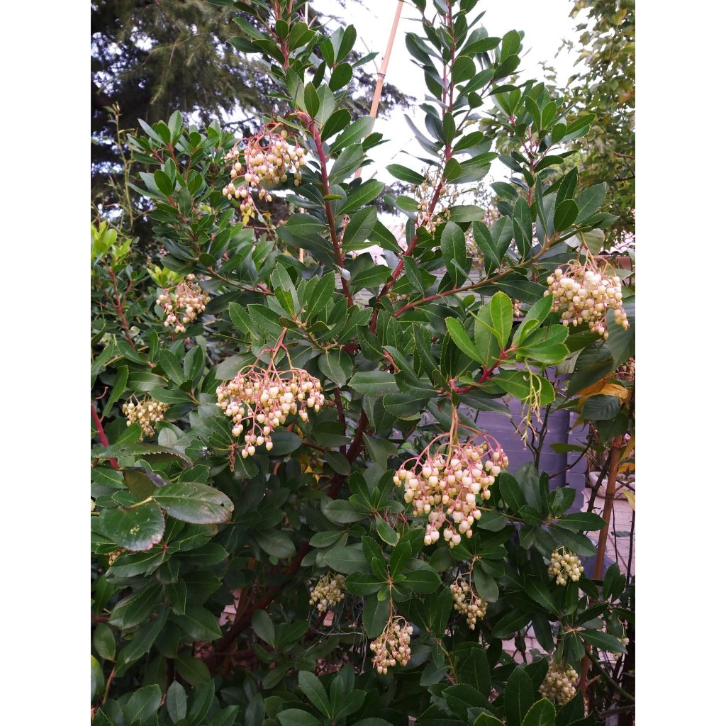 Lännenmansikkapuu - Arbutus unedo
