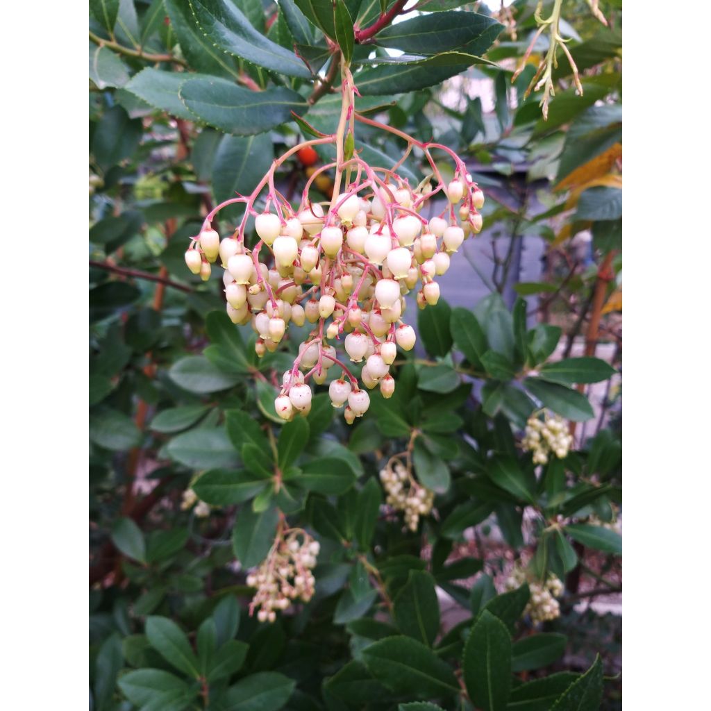 Lännenmansikkapuu - Arbutus unedo