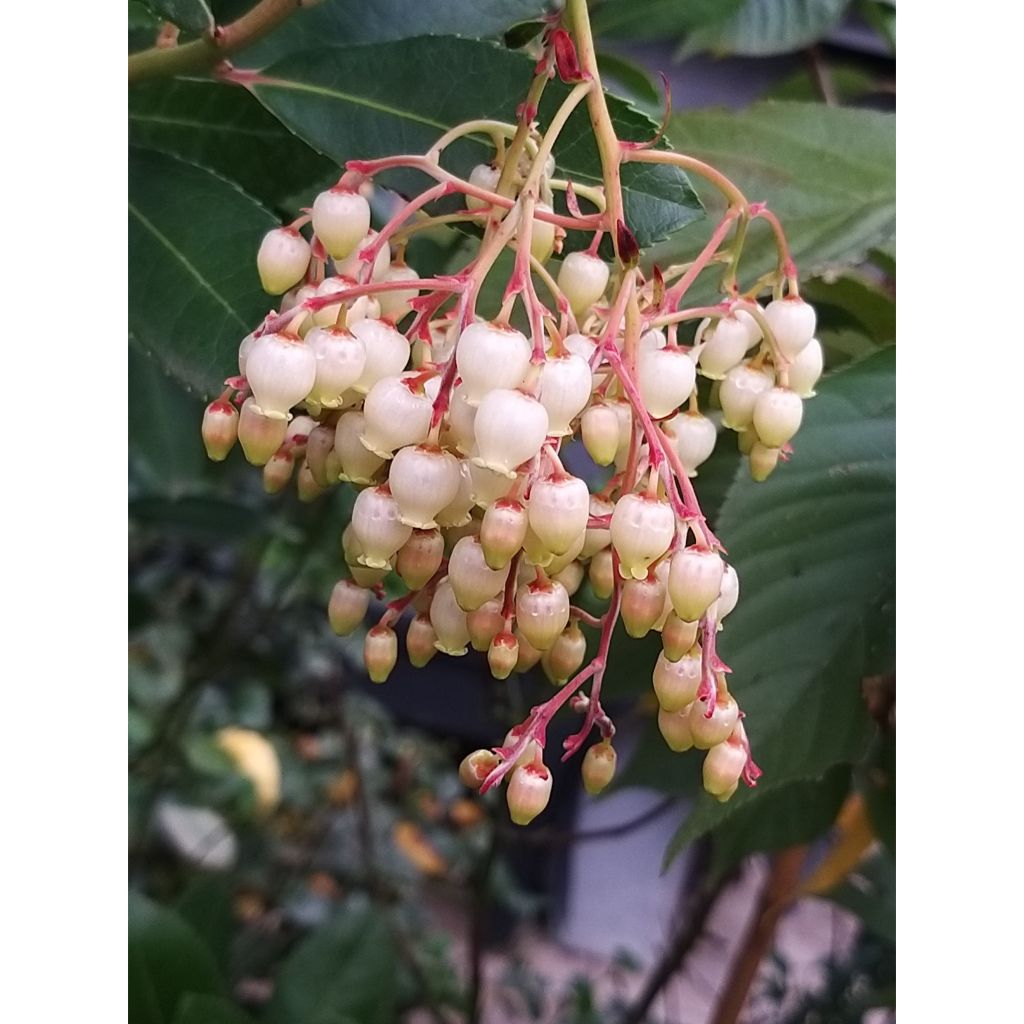 Lännenmansikkapuu - Arbutus unedo