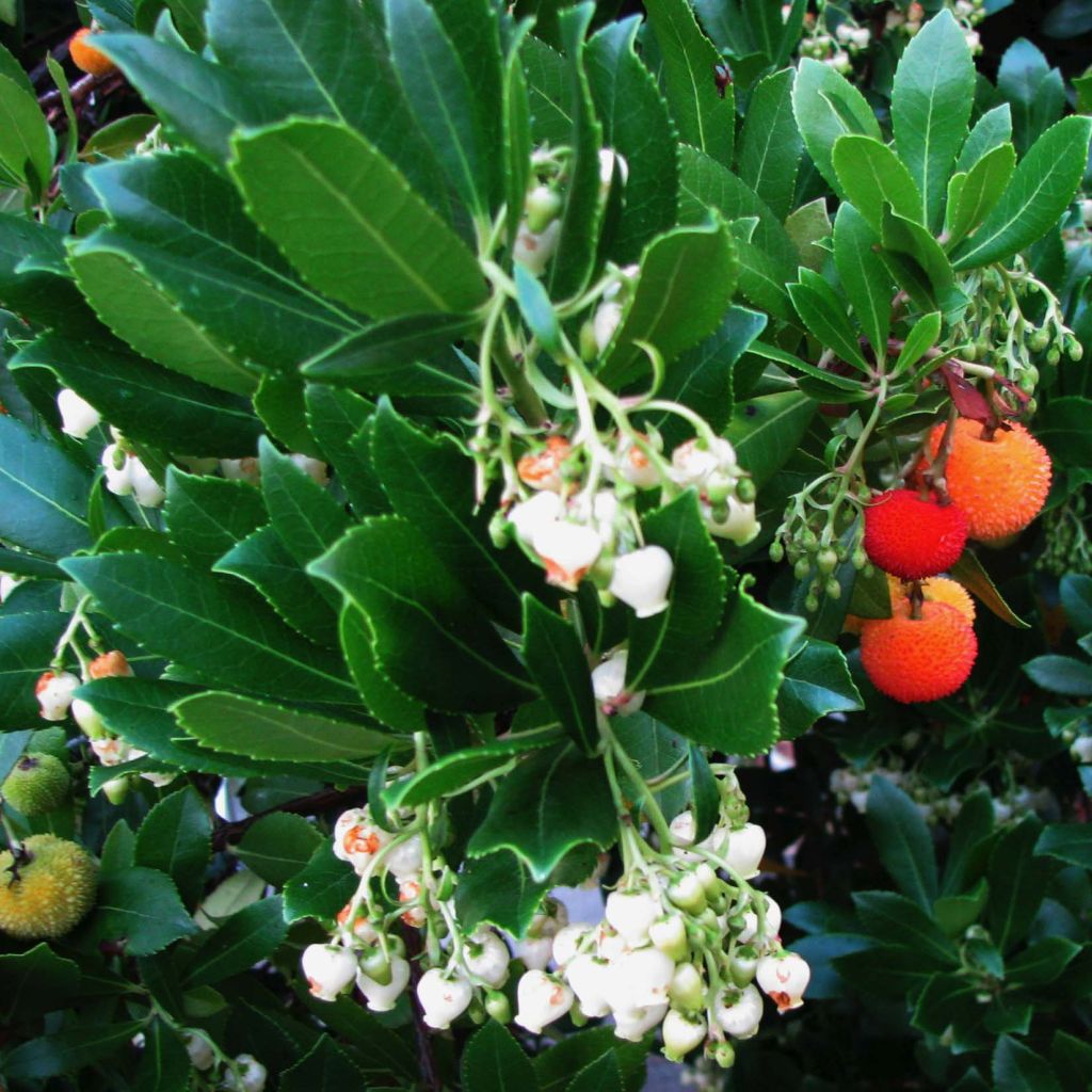 Lännenmansikkapuu - Arbutus unedo
