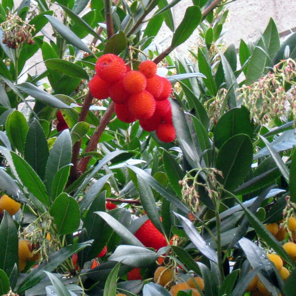 Lännenmansikkapuu - Arbutus unedo