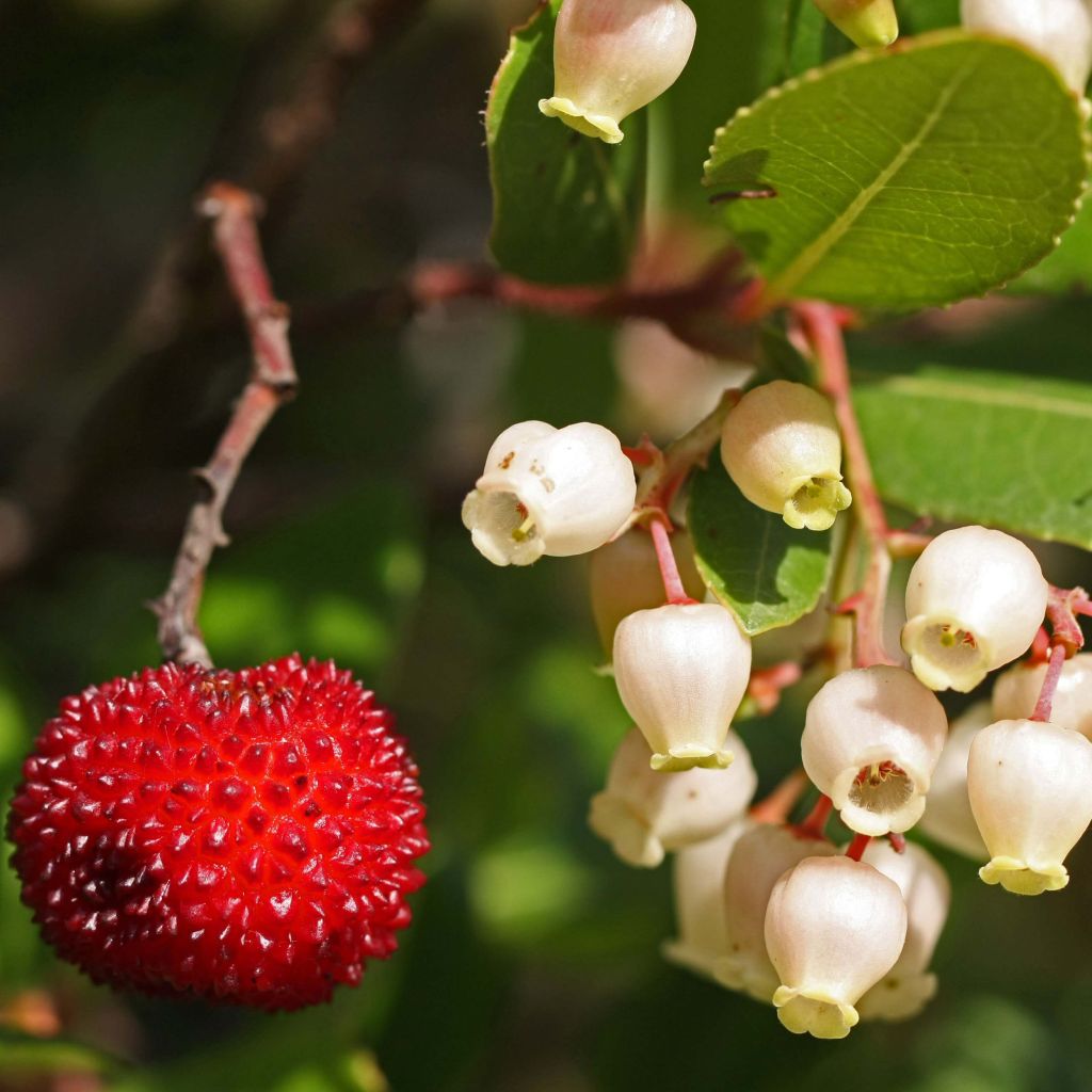 Lännenmansikkapuu - Arbutus unedo