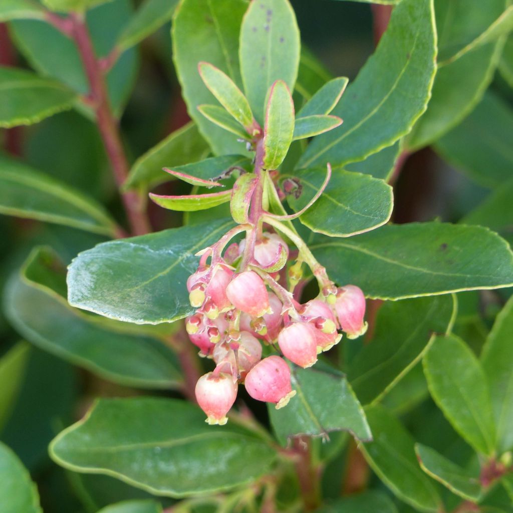 Lännenmansikkapuu Roselily Minlily