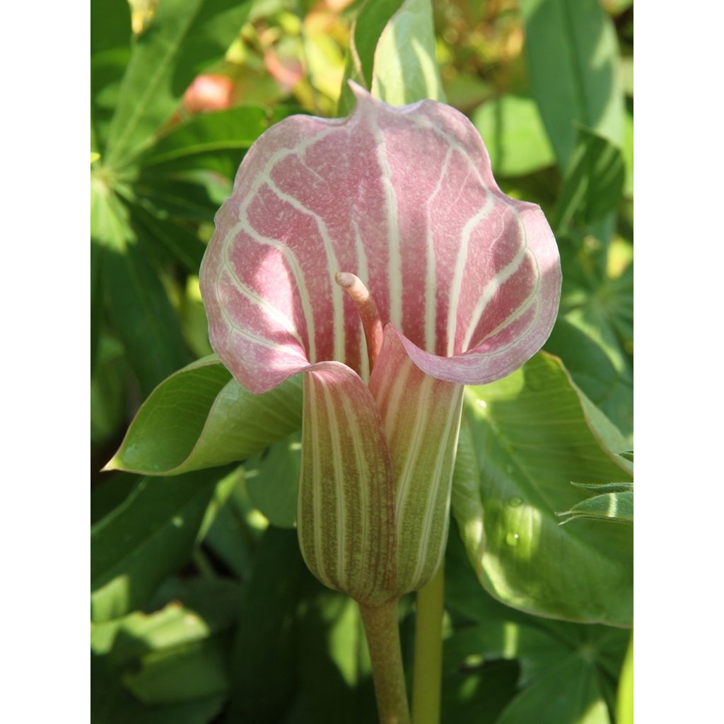 Neidonkärsäkalla - Arisaema candidissimum