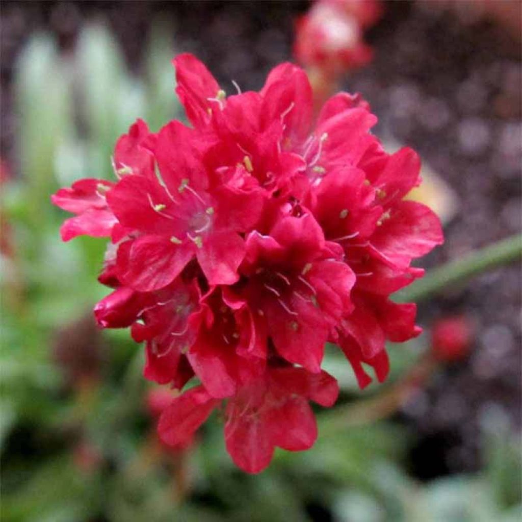 Maljalaukkaneilikka Ballerina Red