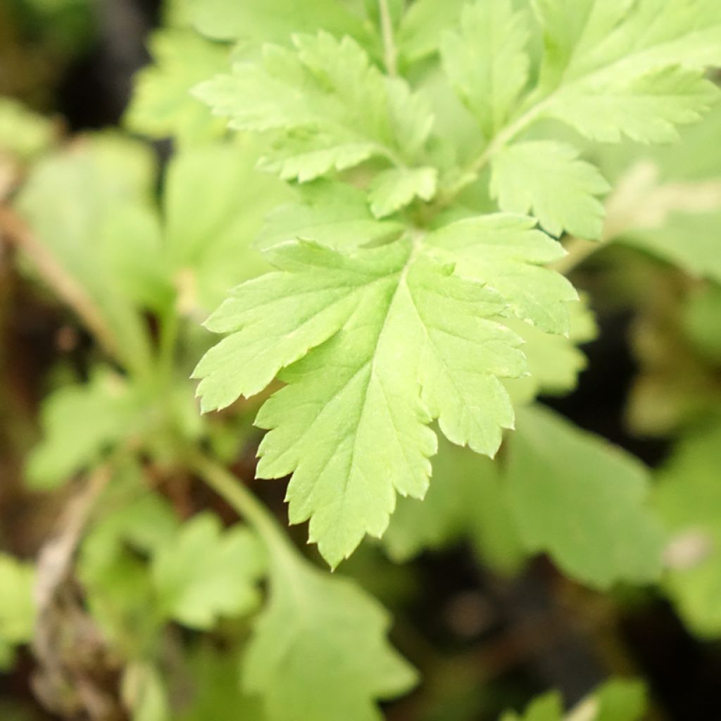 Pujo luomu - Artemisia vulgaris