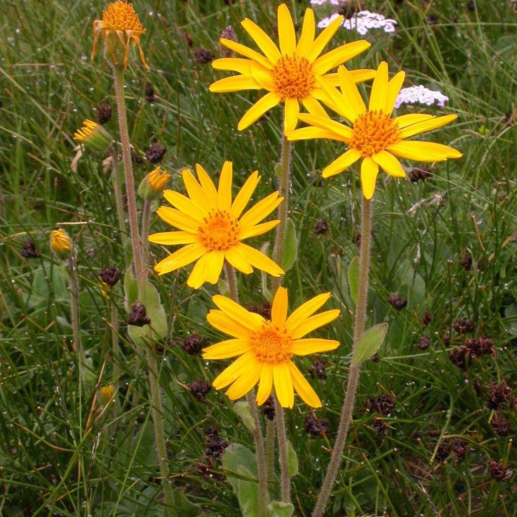 Etelänarnikki luomu - Arnica montana