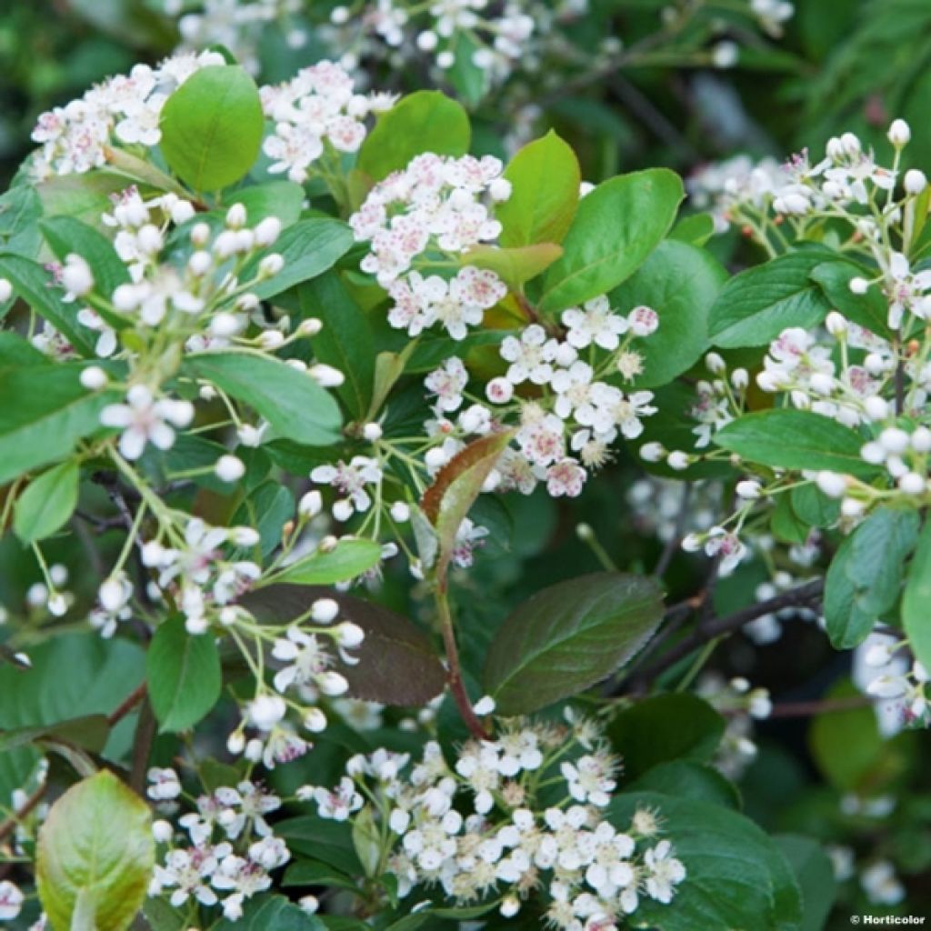 Puna-aronia Brilliant