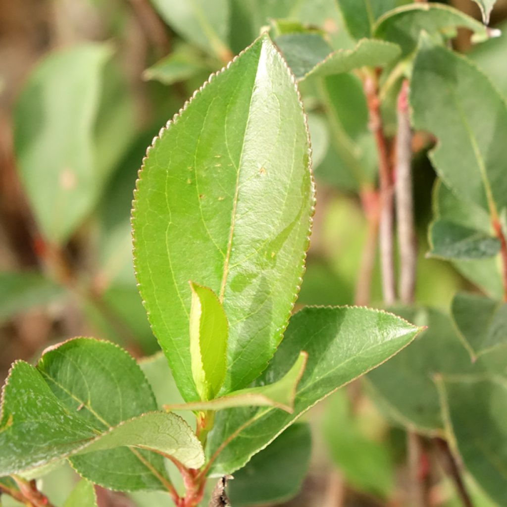 Koristearonia Lowberry