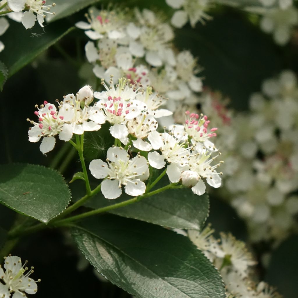 Musta-aronia Autumn Magic