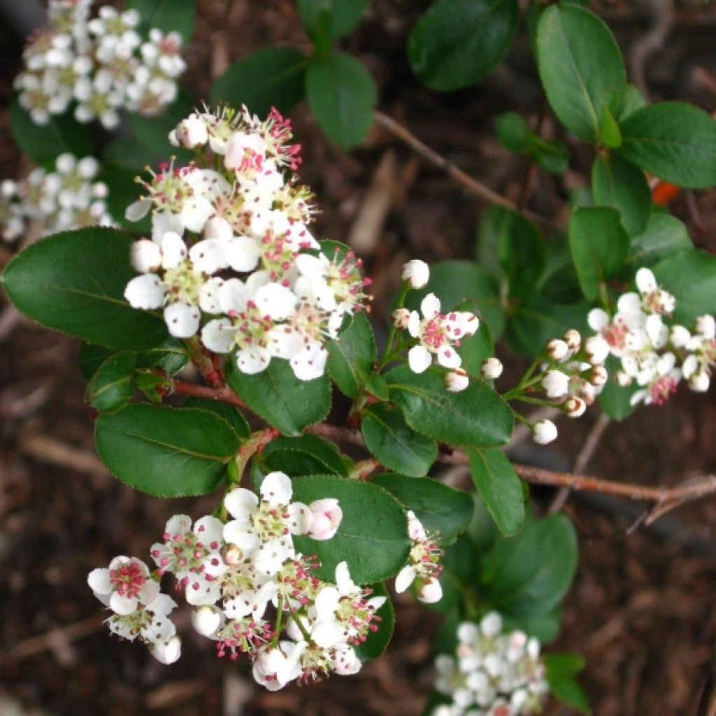 Koristearonia Viking
