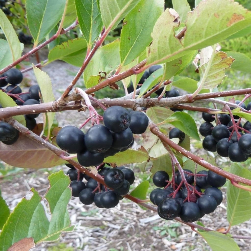 Koristearonia Viking