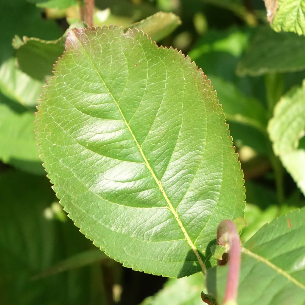 Koristearonia Rubina