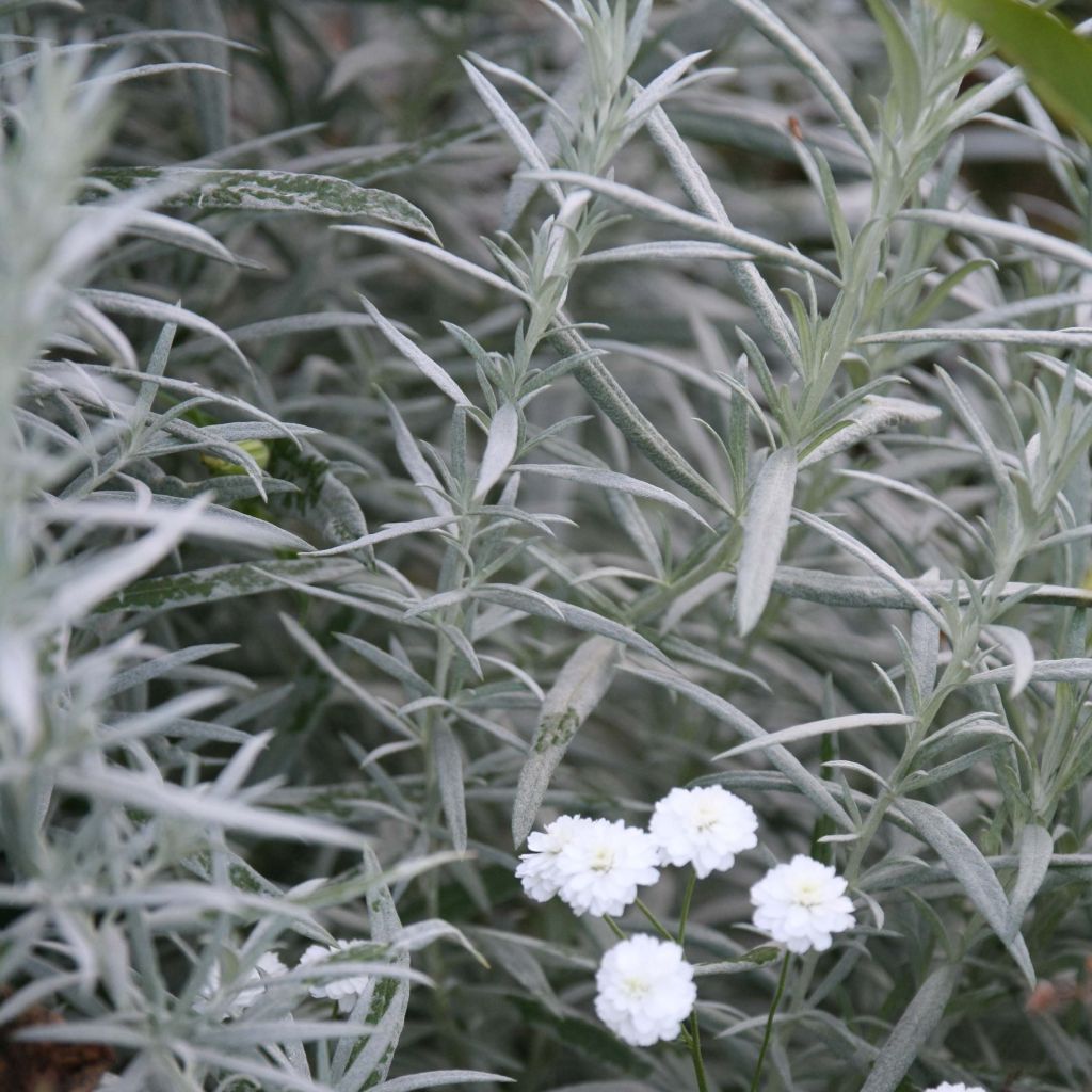 Hopeamaruna Silver Queen