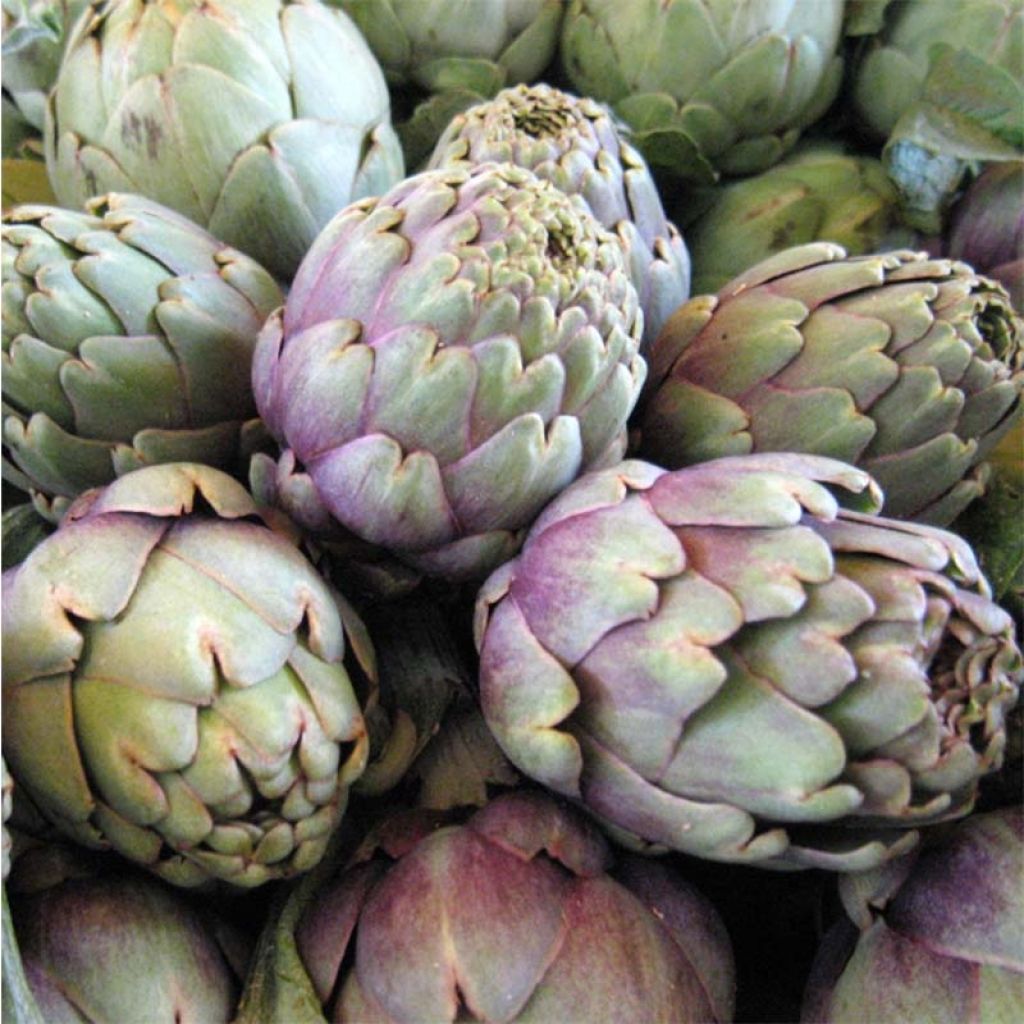 Latva-artisokka Violet de Provence