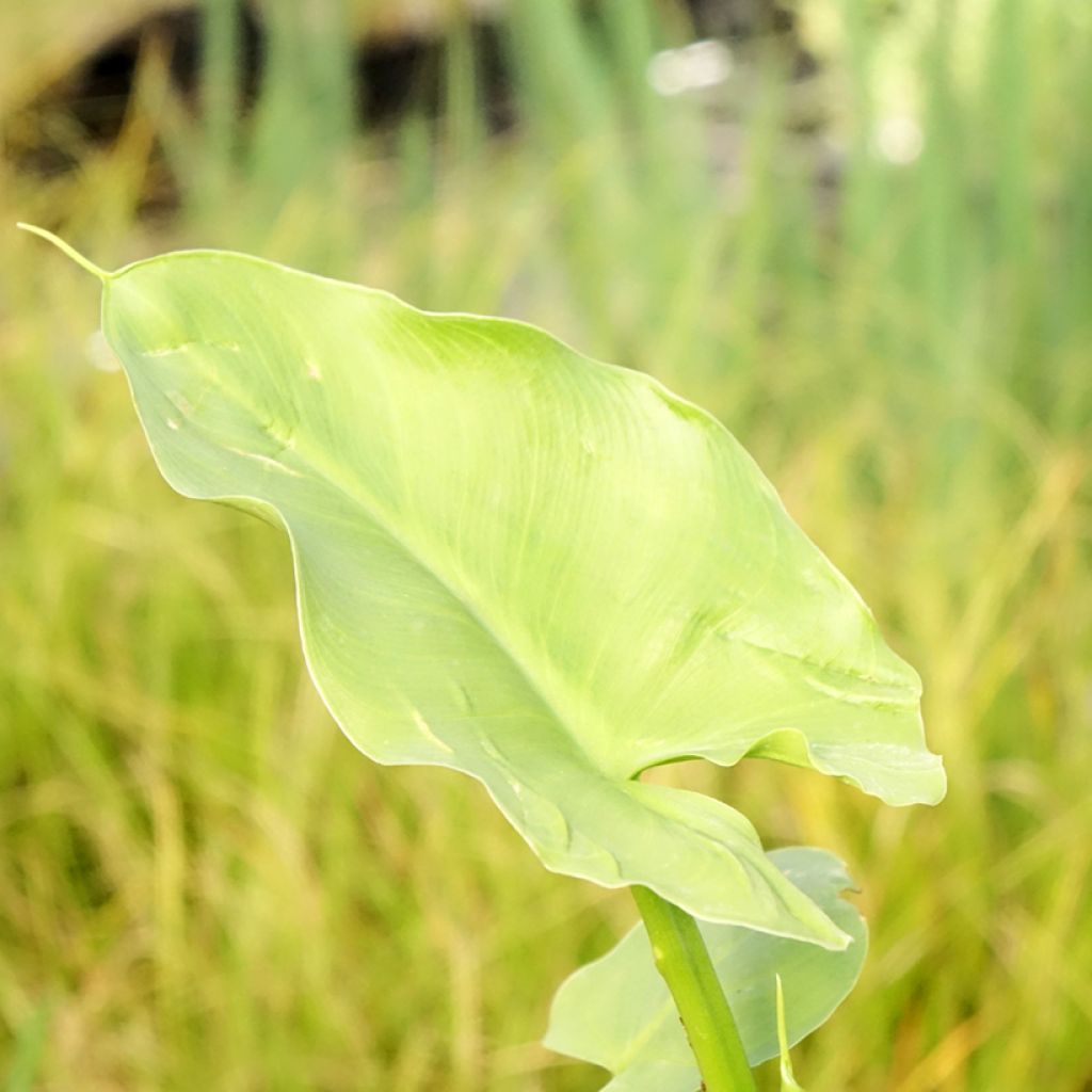 Valkohuonevehka Green Goddess