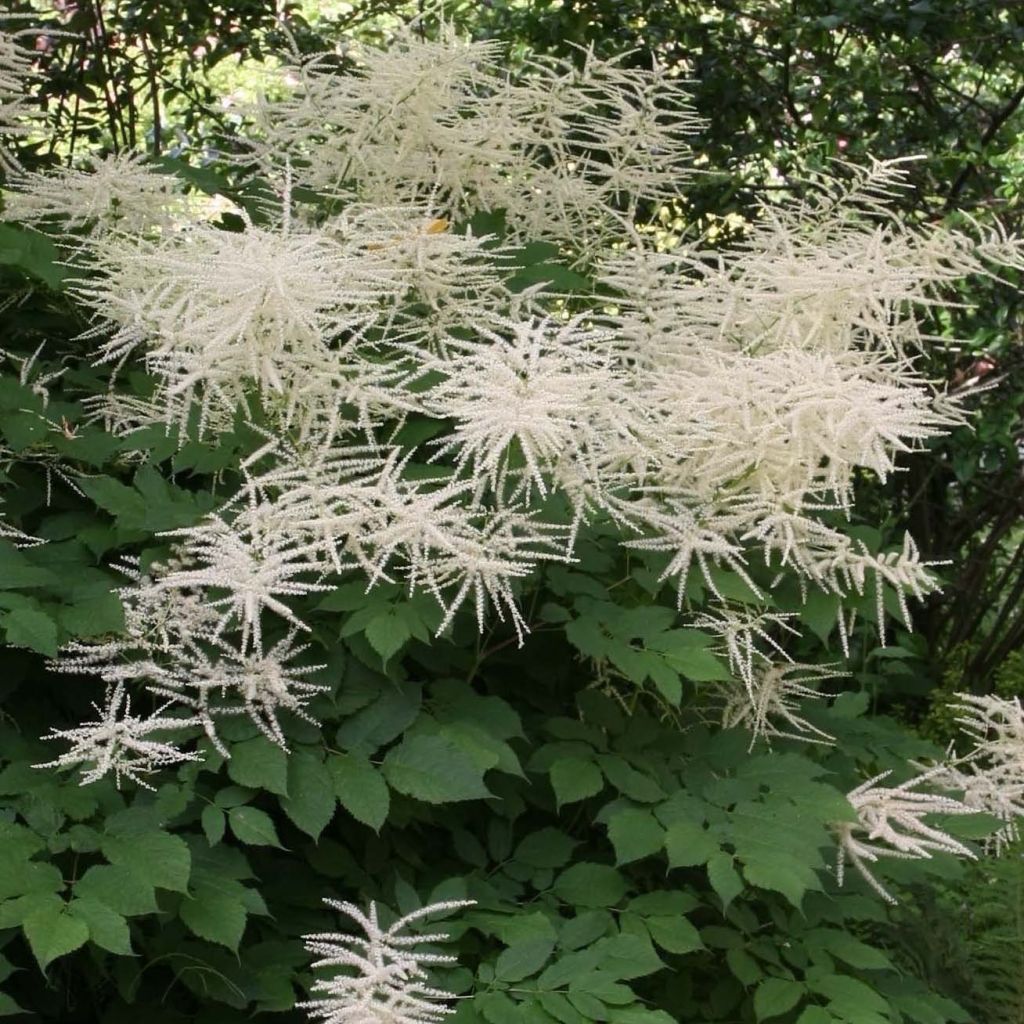 Isotöyhtöangervo sylvestris