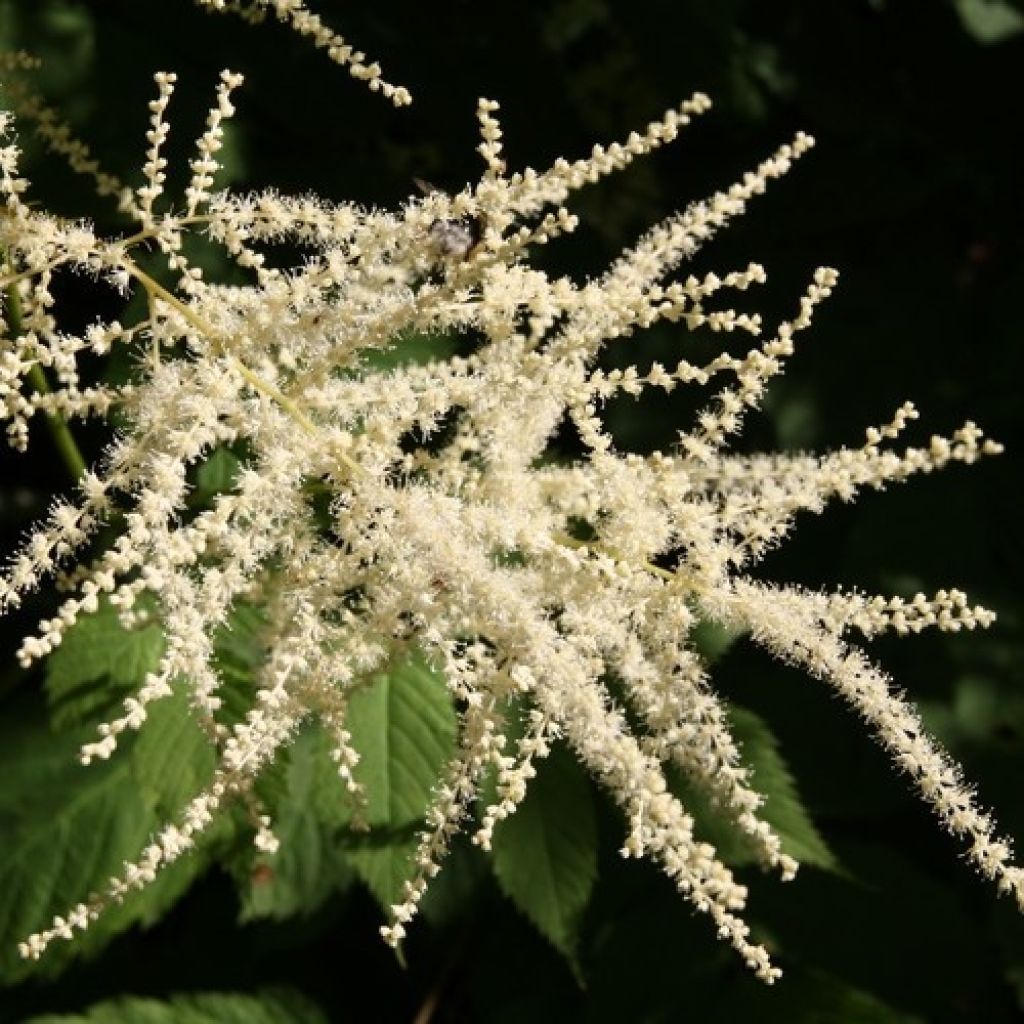 Isotöyhtöangervo sylvestris