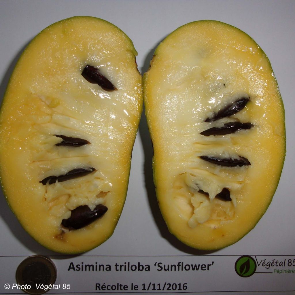 Papavi Sunflower
