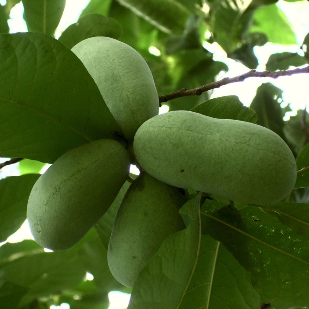 Papavi Prolific