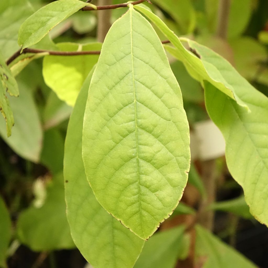 Papavi - Asimina triloba