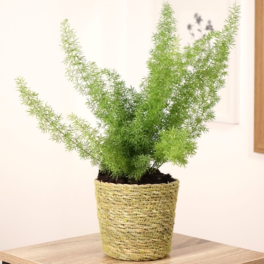 Häntäparsa - Asparagus densiflorus var. meyeri