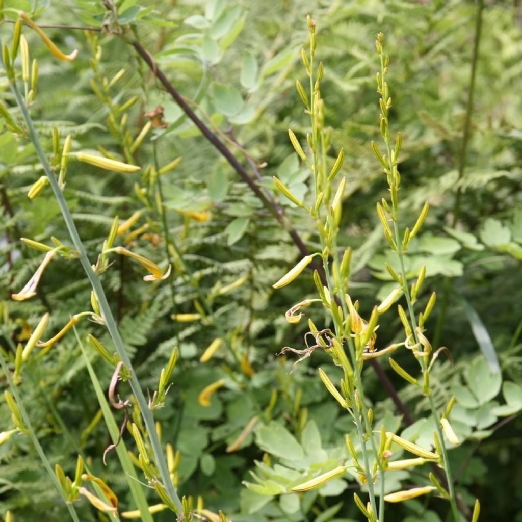 Adriansoihtu - Asphodeline liburnica