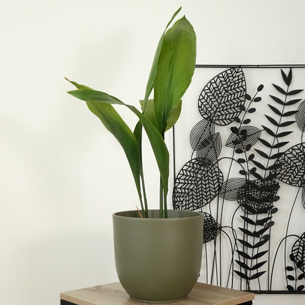 Tuonenkielo - Aspidistra elatior