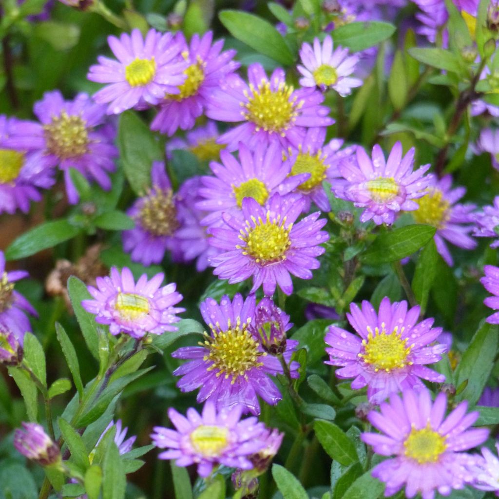 Pursuasteri Ezo Murasaki