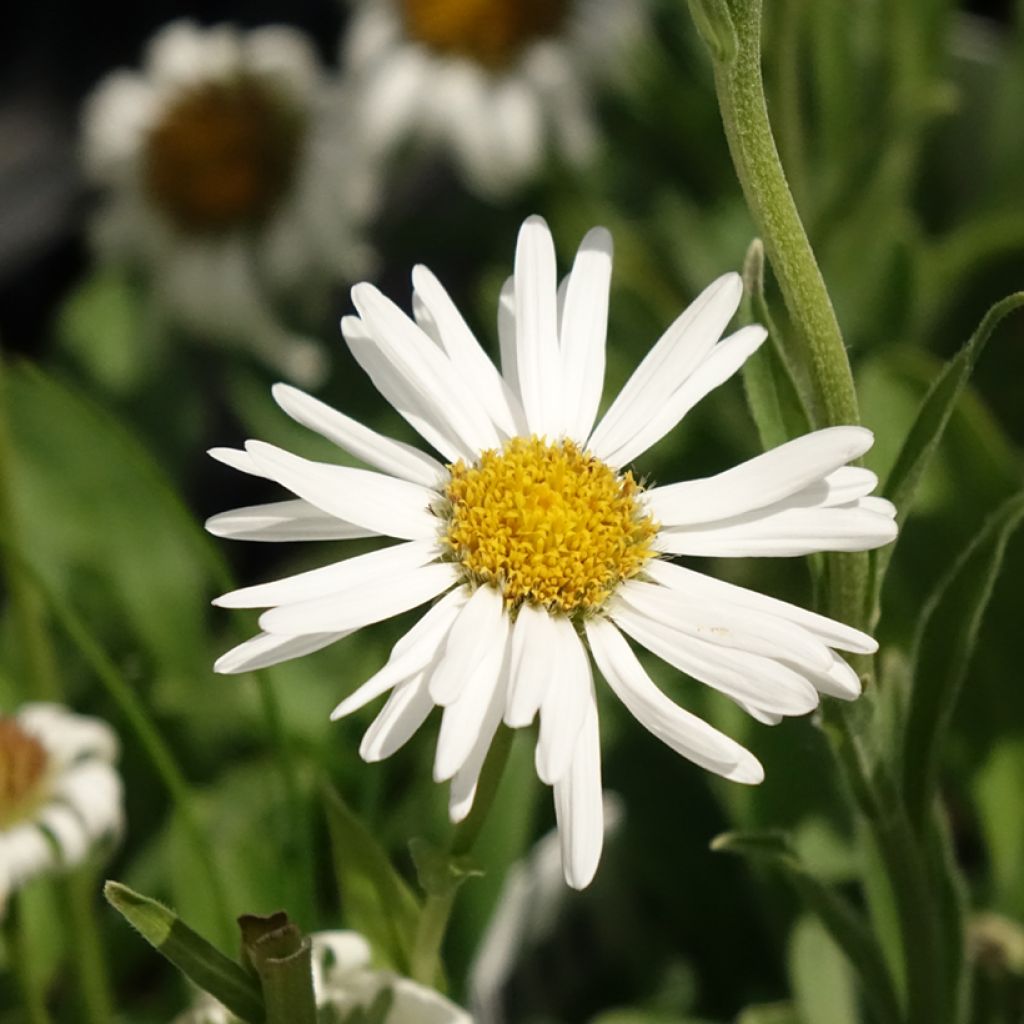 Vuoriasteri Albus