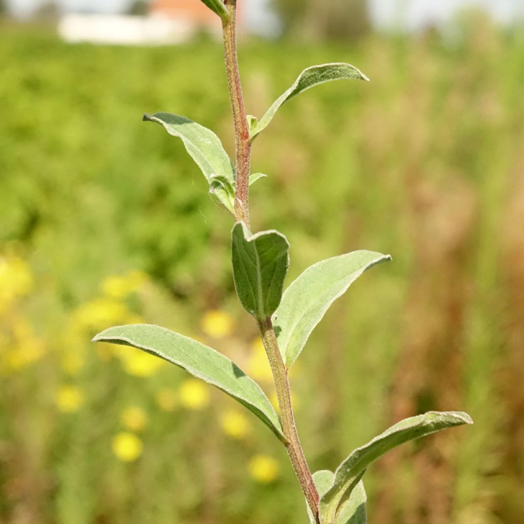 Elokuunasteri Sonia