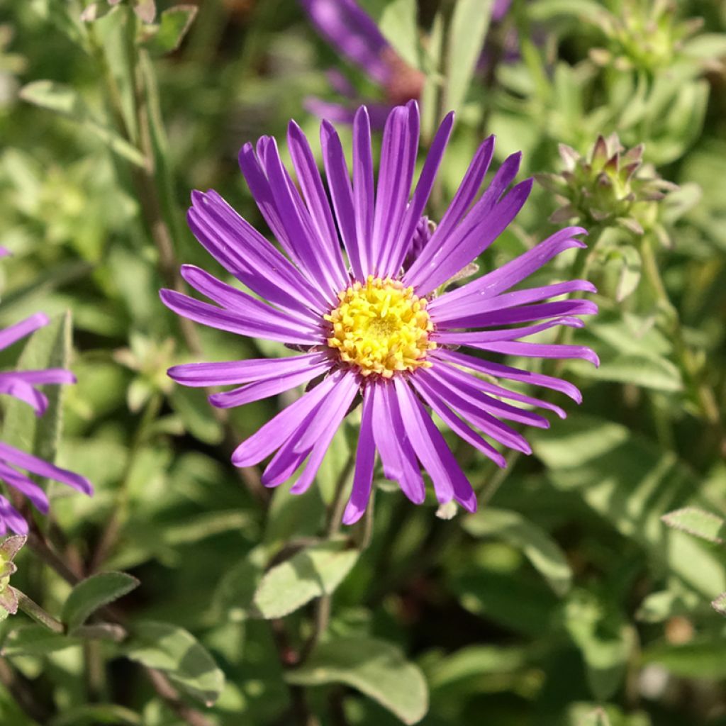 Elokuunasteri Veilchenkönigin - Violet Queen