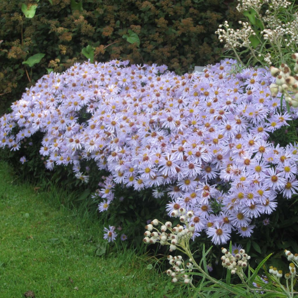 Reunusasteri Silberblaukissen