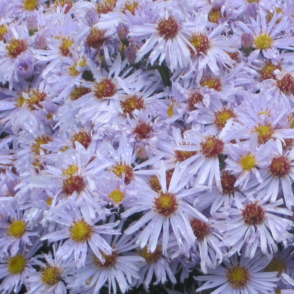 Reunusasteri Silberblaukissen