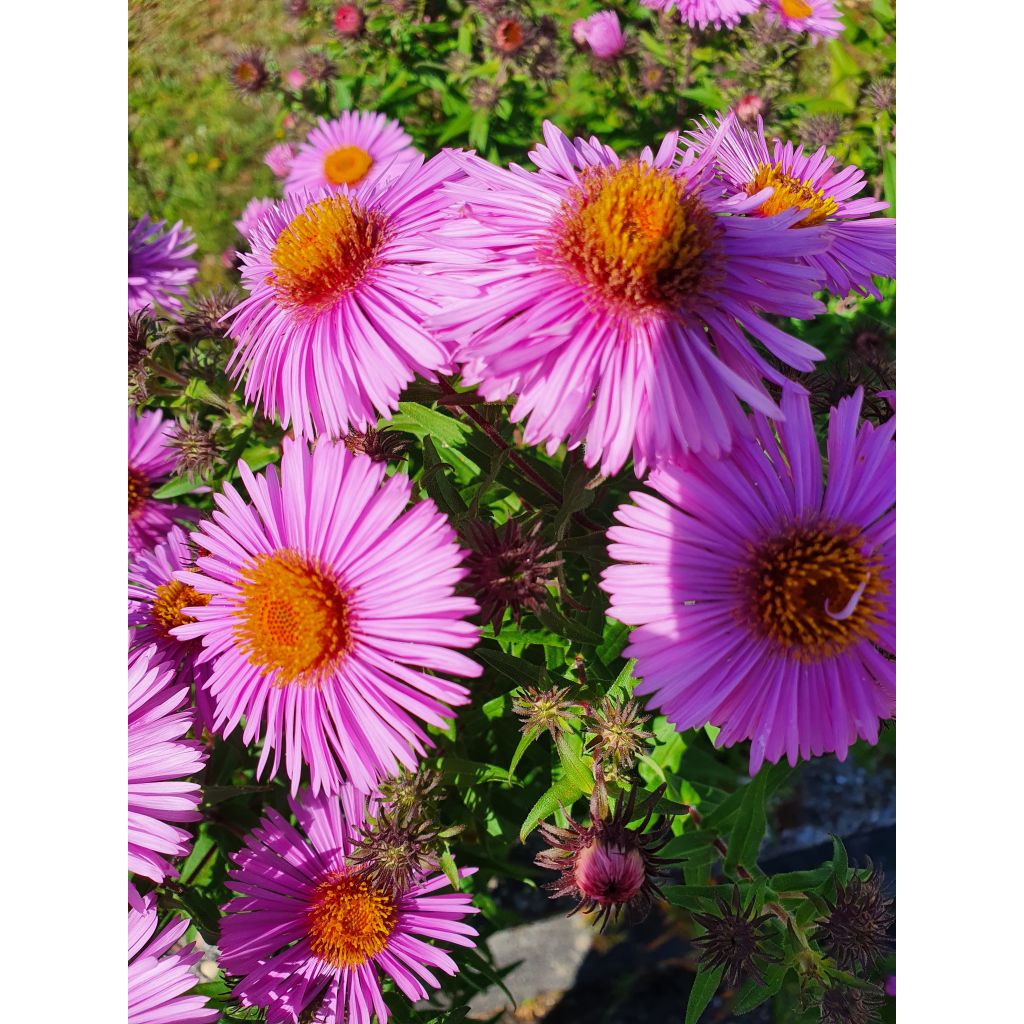 Tuoksuasteri Barrs Pink