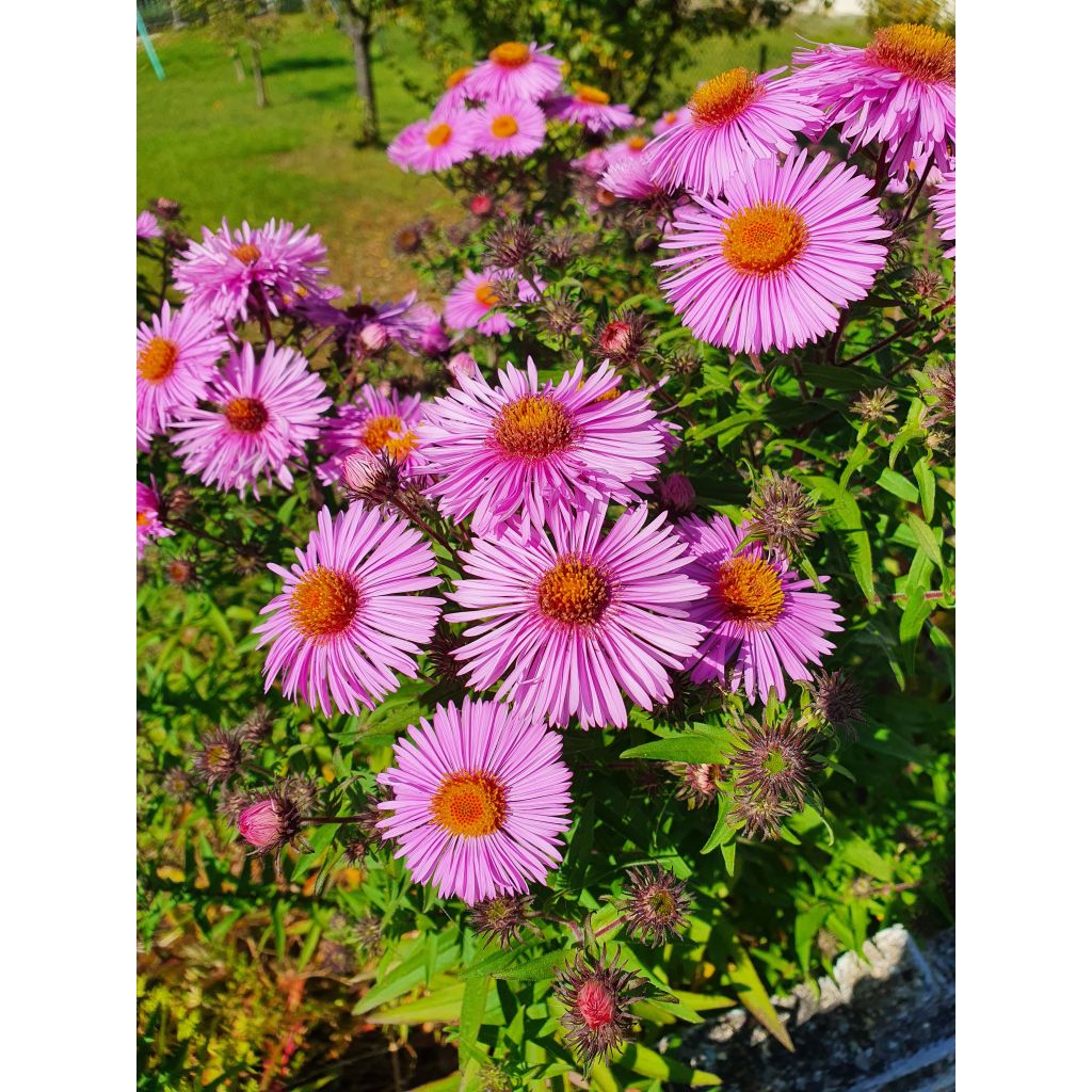 Tuoksuasteri Barrs Pink