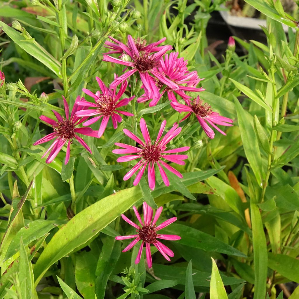 Syysasteri Crimson Brocade