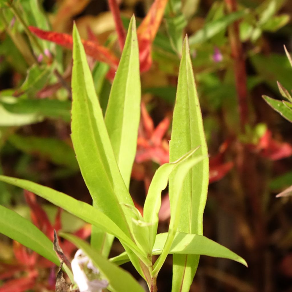 Syysasteri Altweibersommer