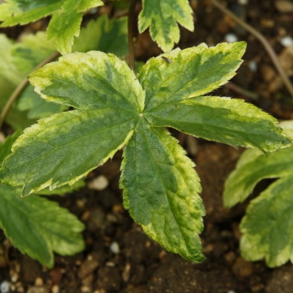 Isotähtiputki Sunningdale Variegated