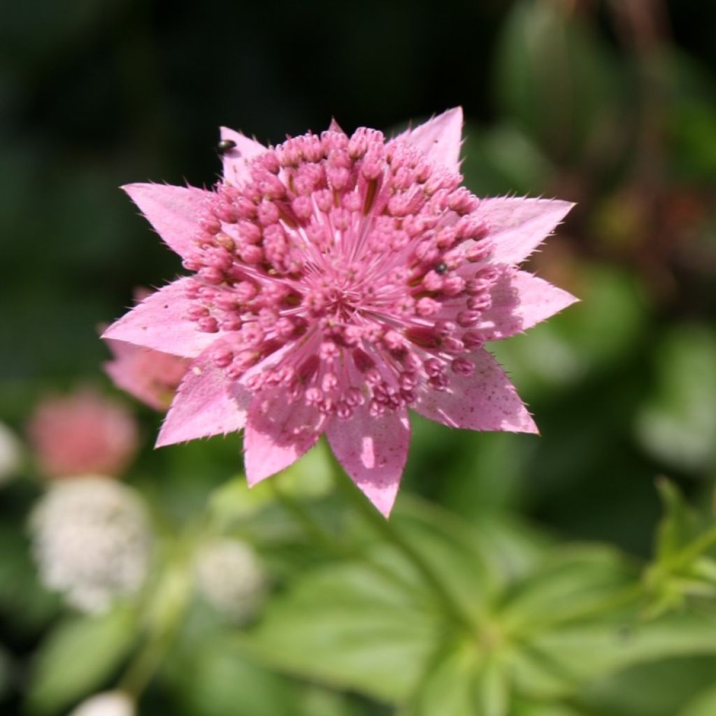 Kaukasiantähtiputki - Astrantia maxima