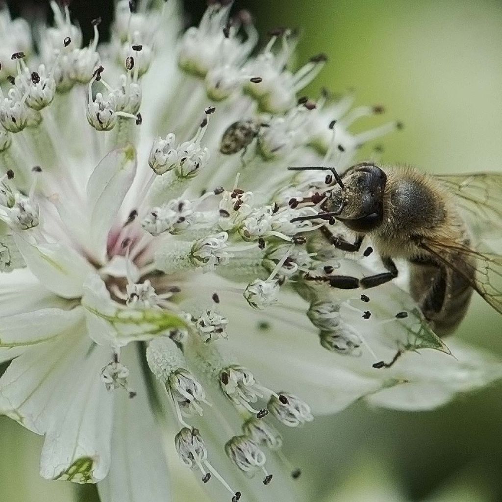 Isotähtiputki - Astrantia major