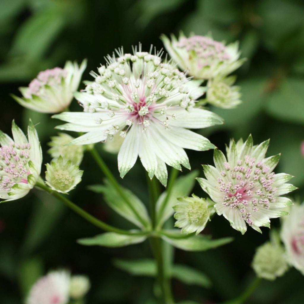 Isotähtiputki - Astrantia major