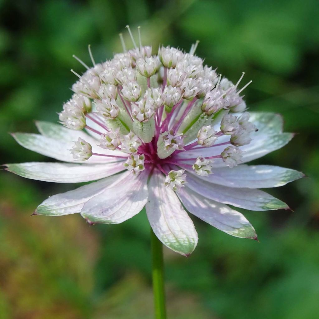 Isotähtiputki - Astrantia major