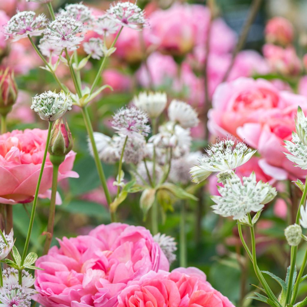 Isotähtiputki - Astrantia major