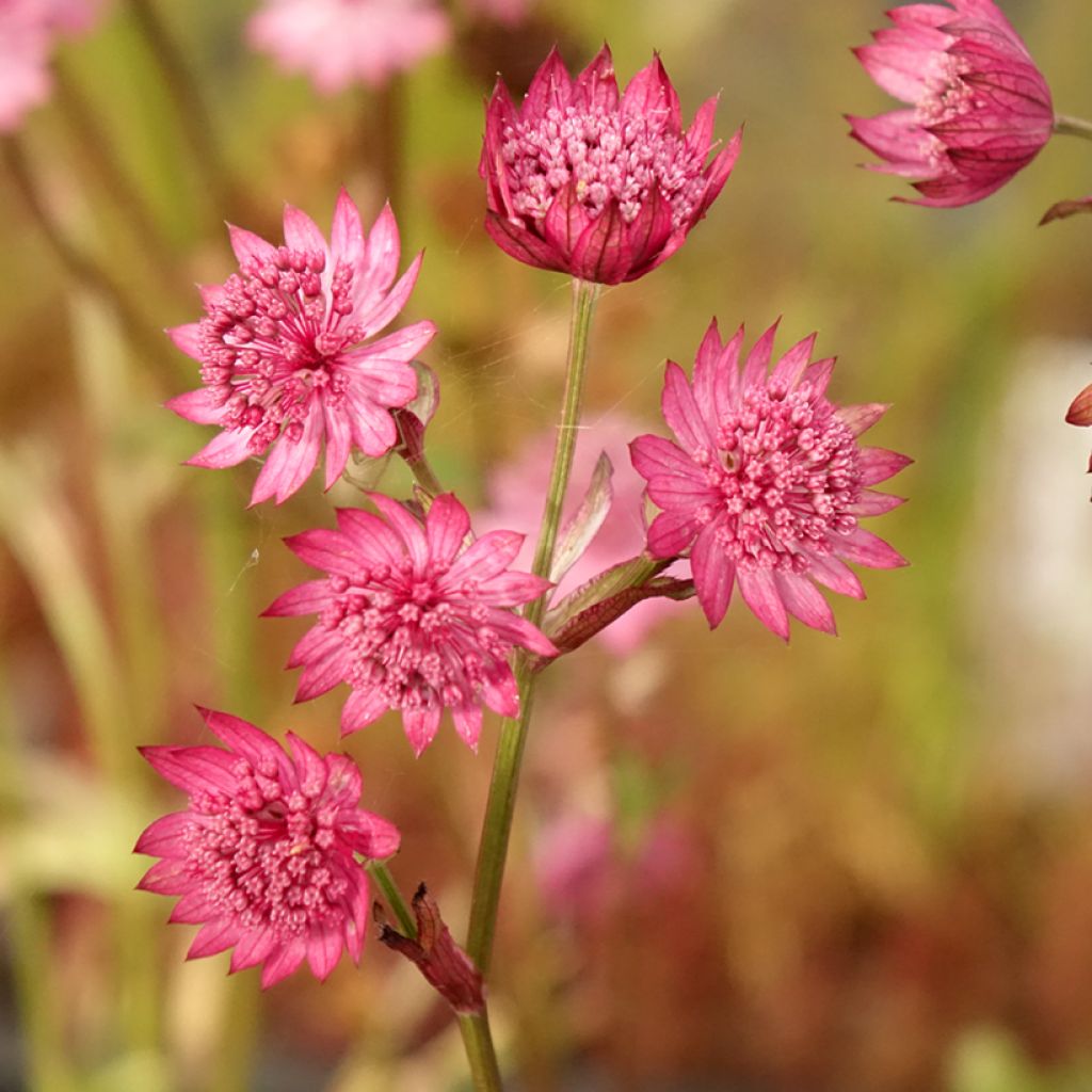 Isotähtiputki Cerise Button