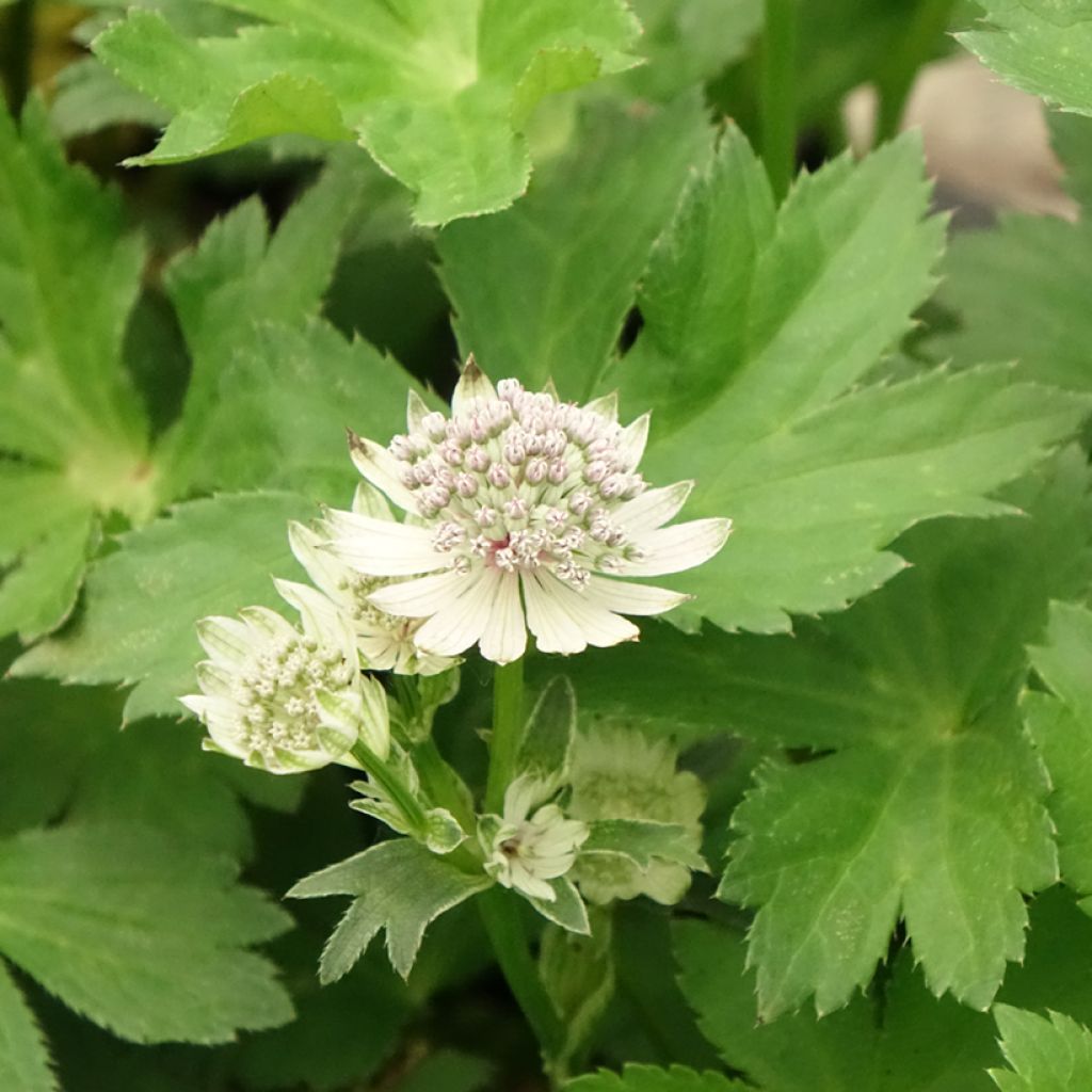 Isotähtiputki - Astrantia major